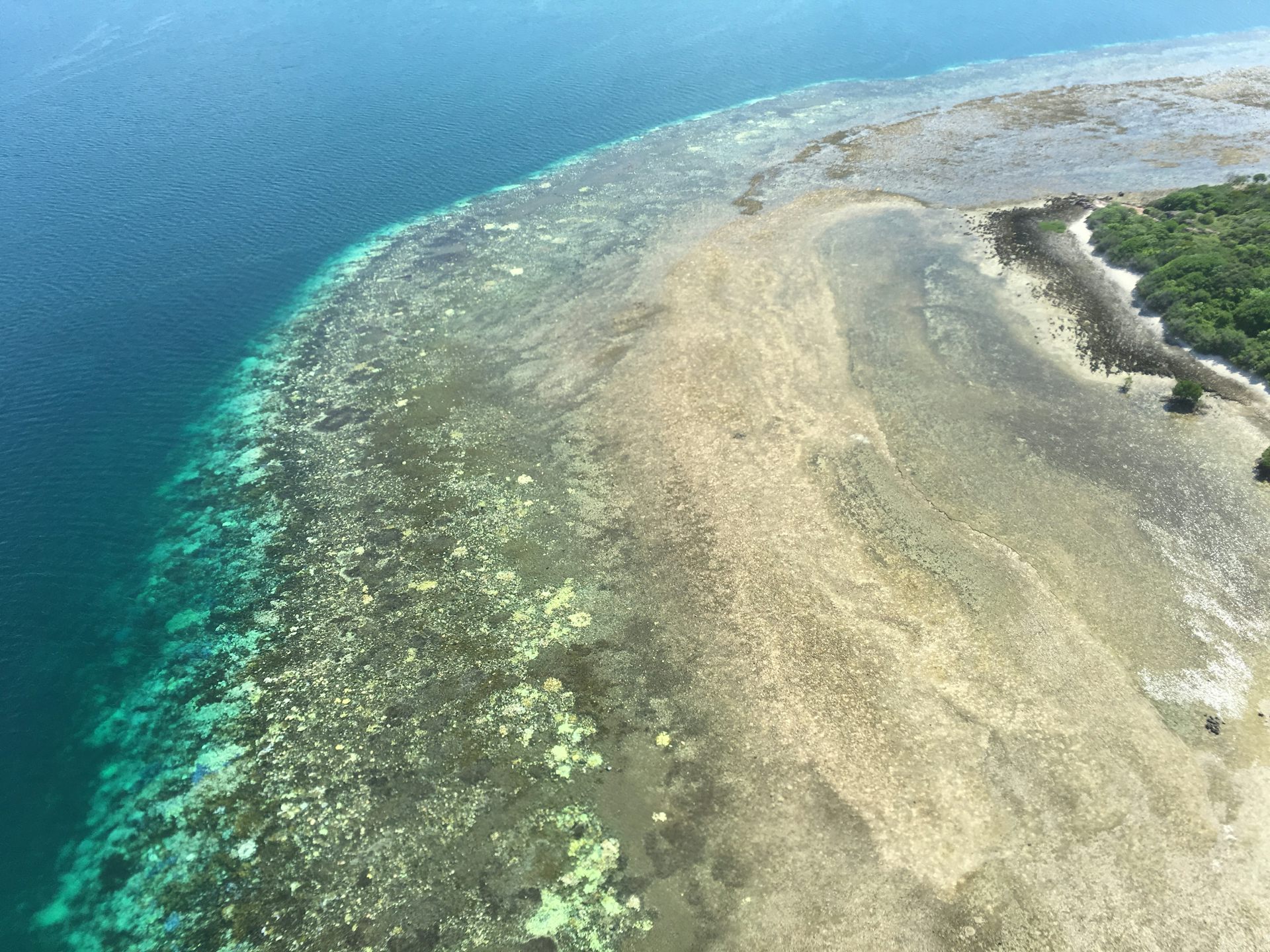 How Much Coral Has Died In The Great Barrier Reef's Worst Bleaching Event?