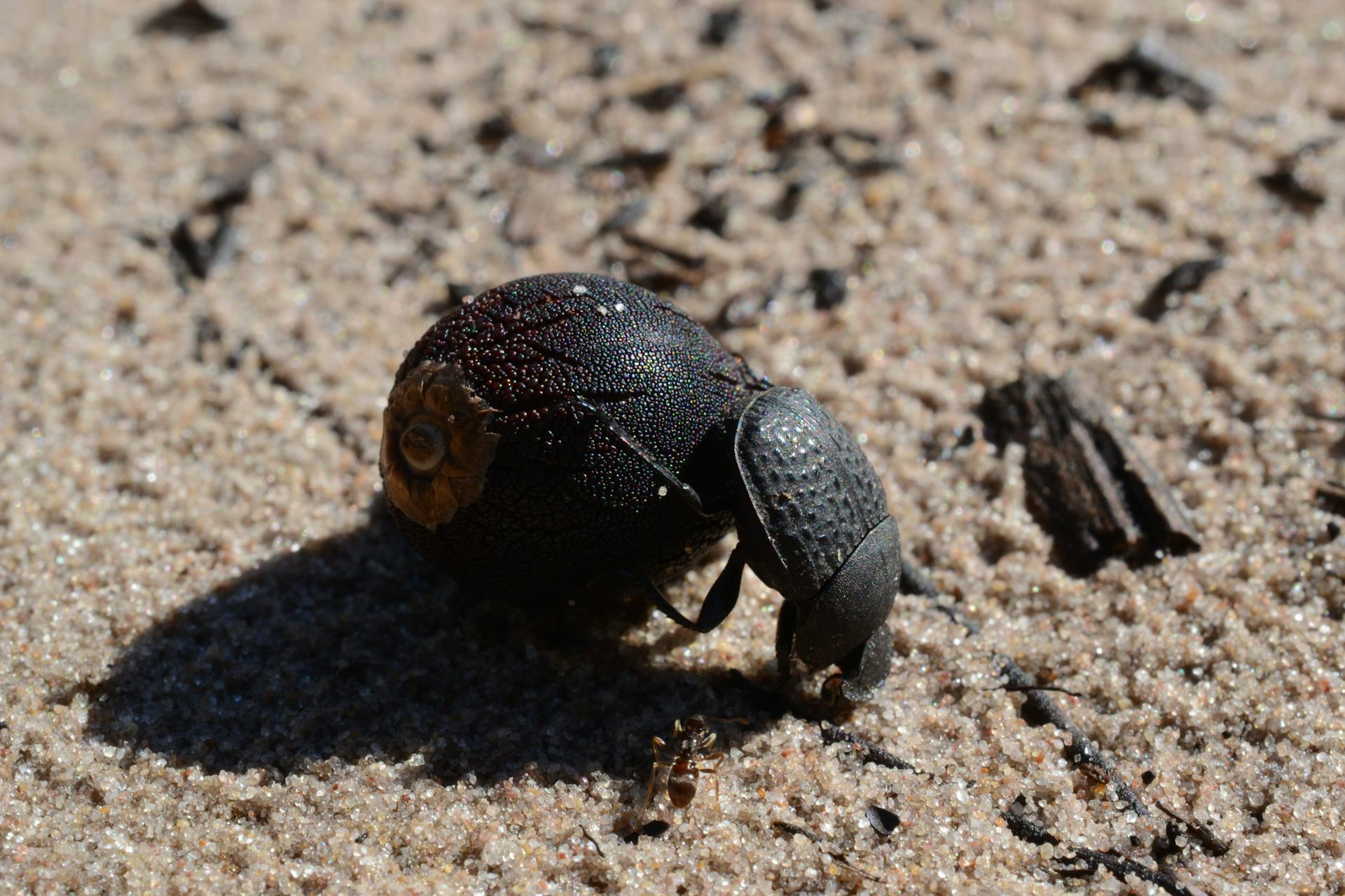 Five things dung beetles do with a piece of poo