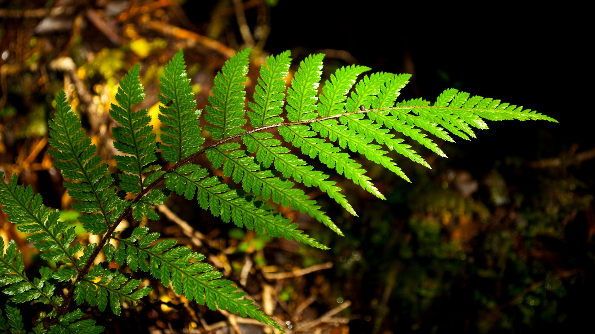 Fractal patterns in nature and art are aesthetically pleasing and stressreducing