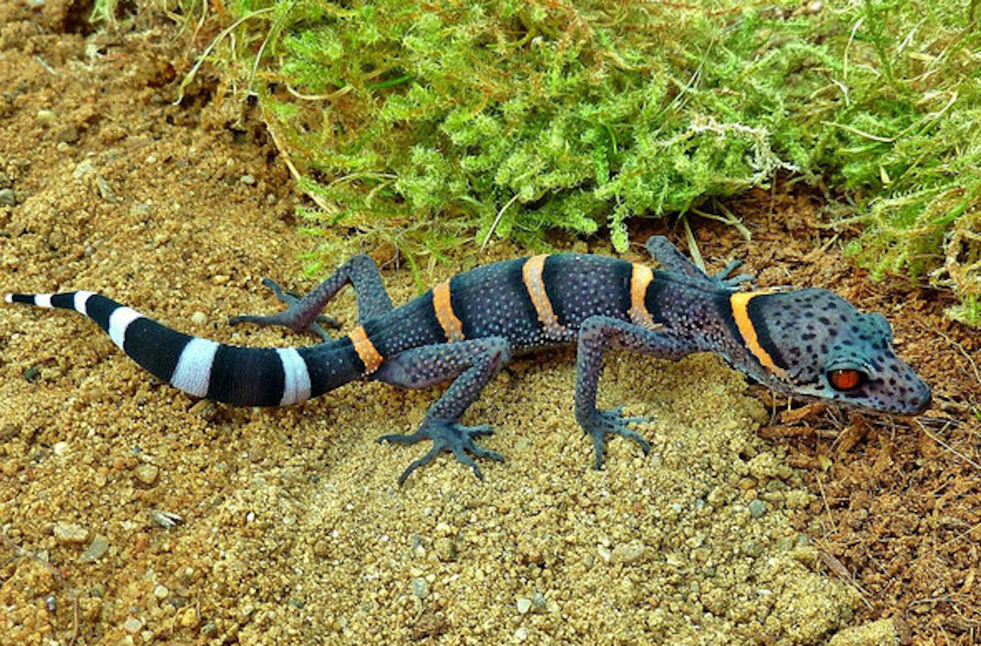 Australian endangered species: Christmas Island Forest Skink