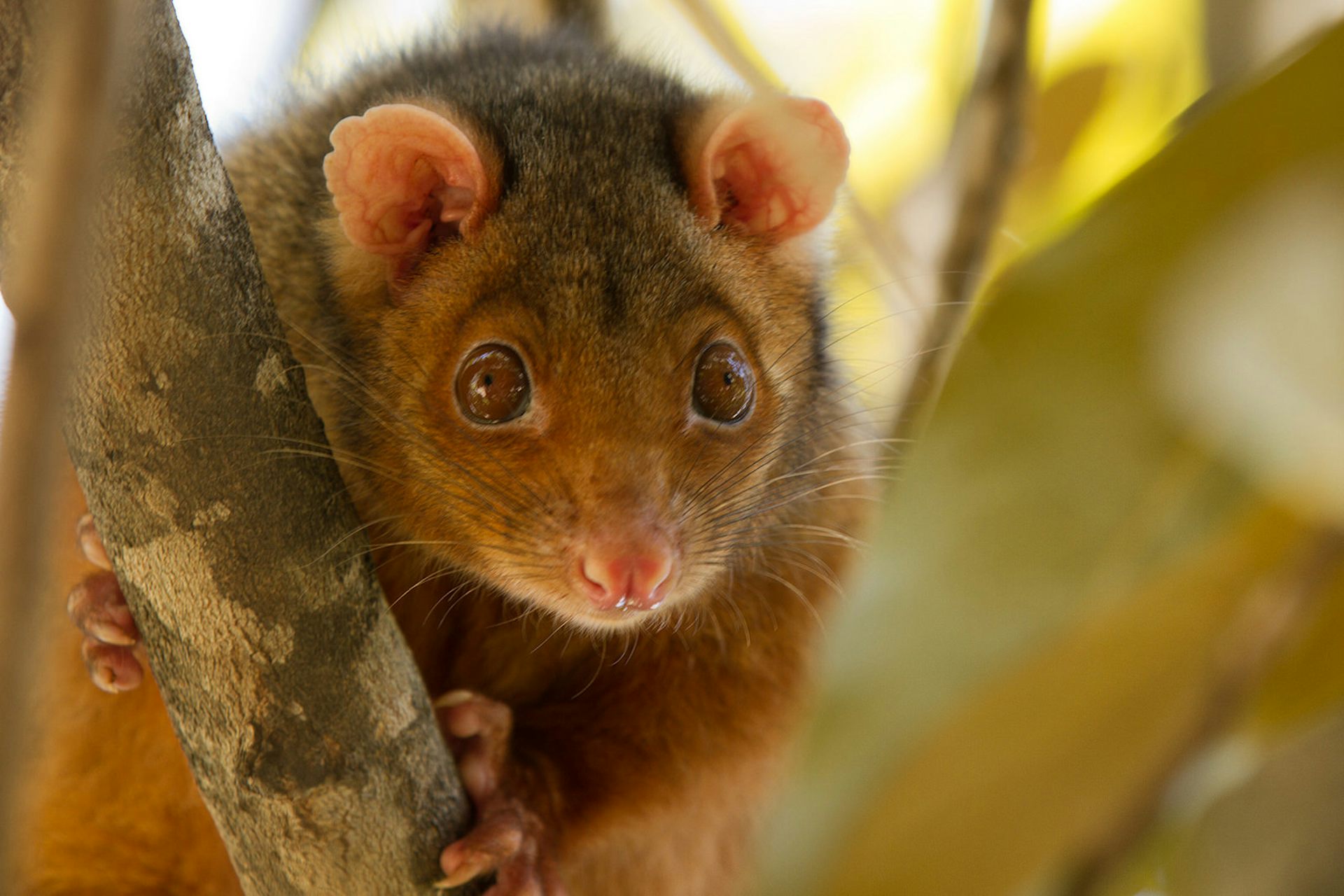 Here's what you need to know about exotic pets in Australia
