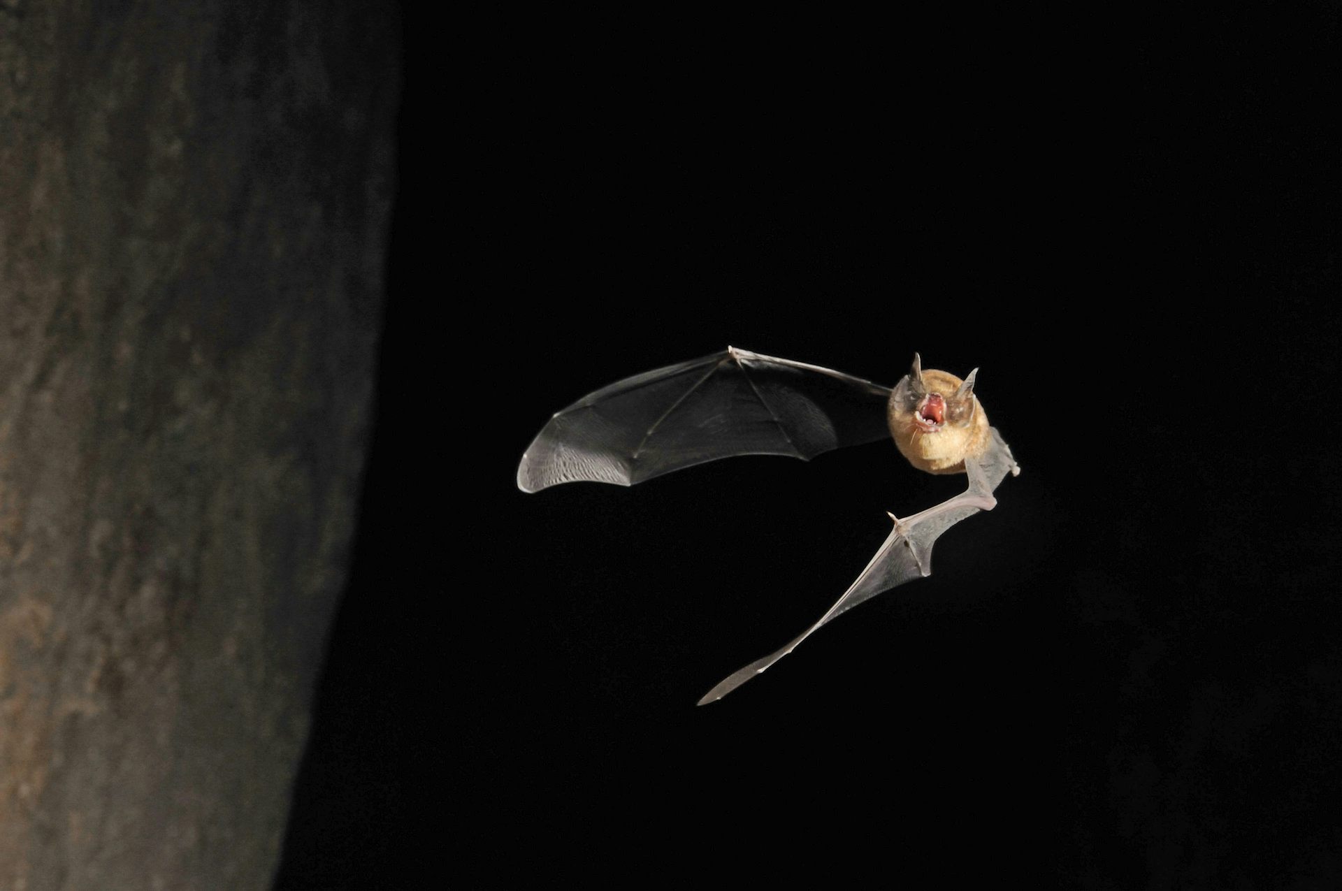 Explainer the evolutionary arms race between bats and moths