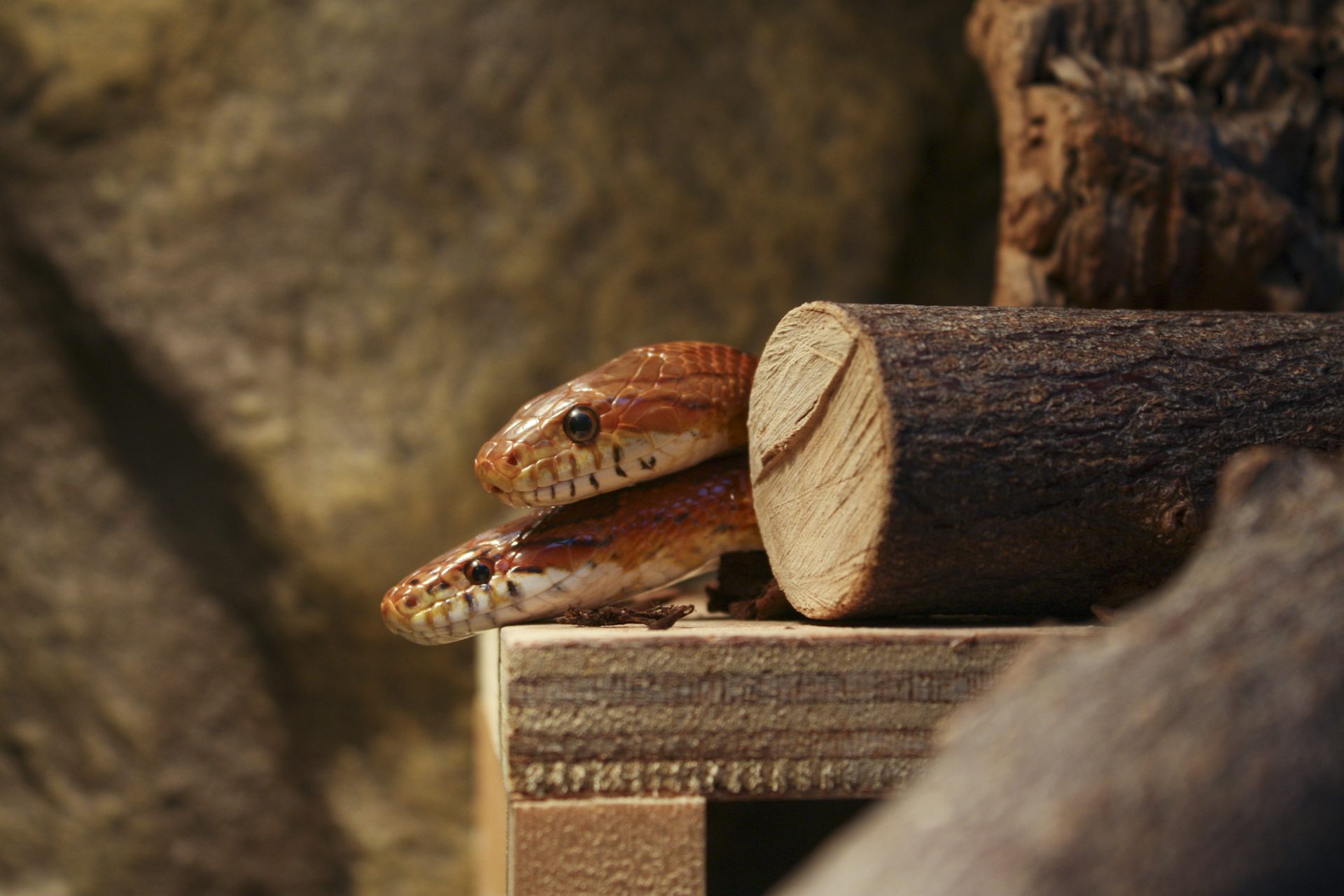 Explainer why do snakes flick their tongues?