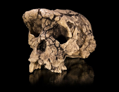 جمجمة مصنوعة للساهلانثروبوس (Sahelanthropus)، وهو أول المخلوقات القائمة الشبيهة بالقرود التي عاشت قبل سبعة ملايين سنة. Didier Descouens, CC BY-SA