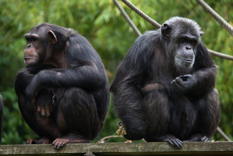البشر يتشاركون في 99% من جيناتهم مع الشمبانزي، أقرب أقربائنا. Shutterstock