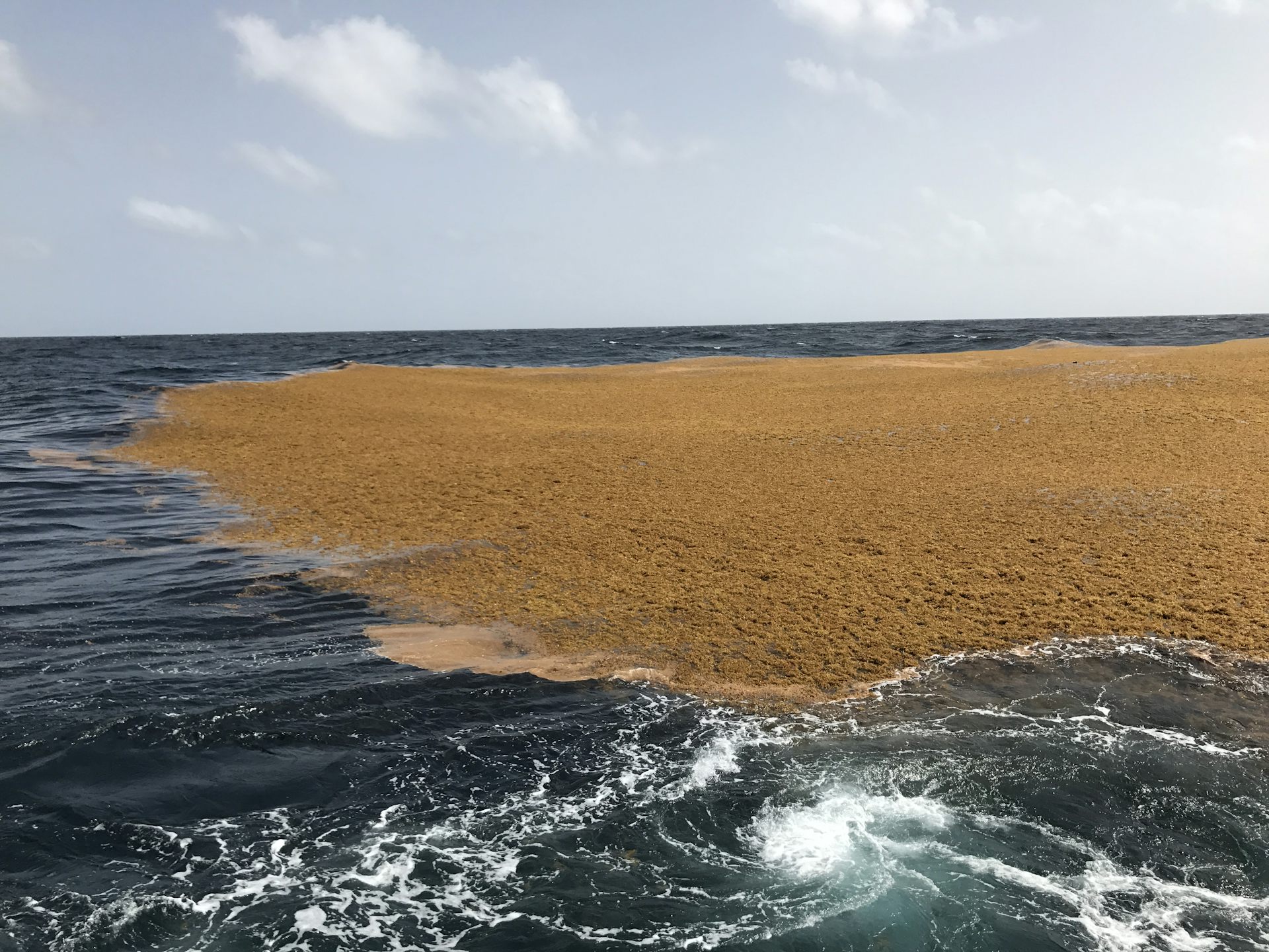 Pourquoi une nouvelle Mer des Sargasses étouffe les Antilles