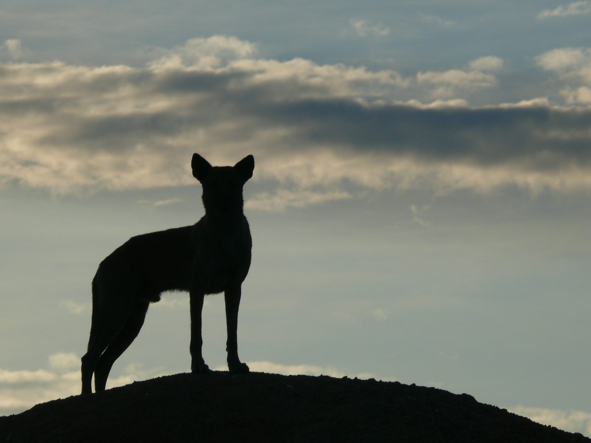 Dingoes do bark: why most dingo facts you think you know are wrong
