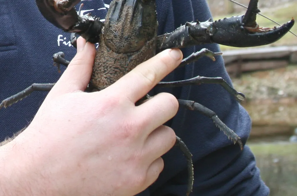 Freshwater crayfish: the forgotten invaders wreaking havoc across Africa