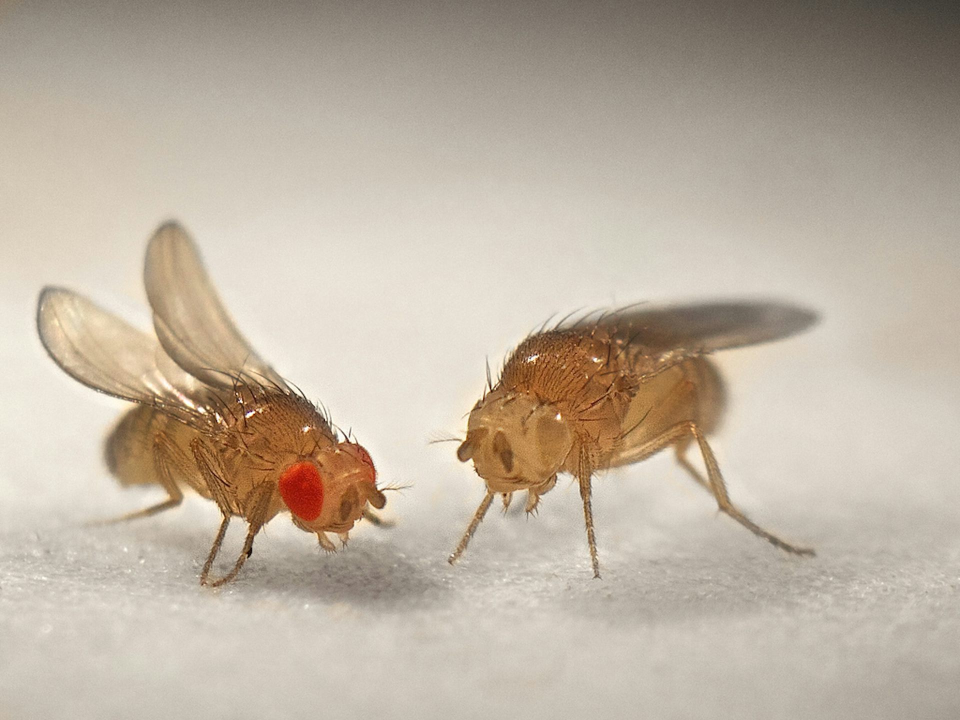 Animals in research Drosophila (the fruit fly)