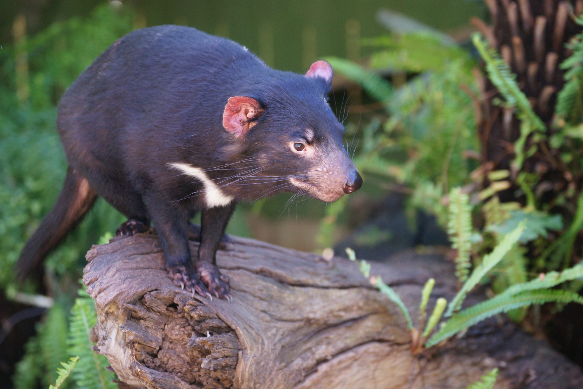 Survival of the fittest? Perhaps not if you're a Tasmanian devil