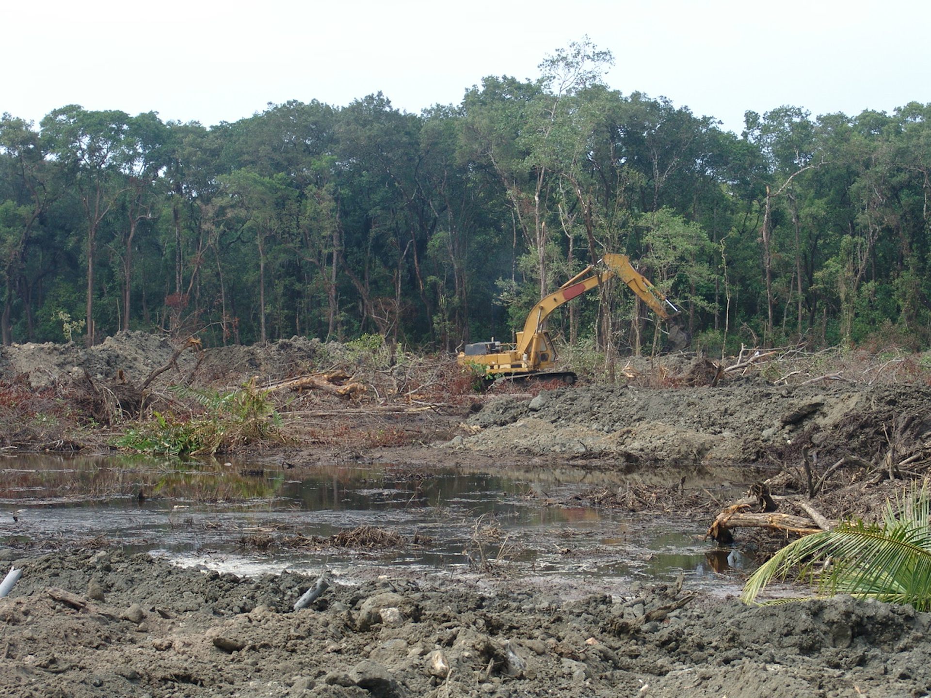 Land clearance in Queensland and its impact (work in progress)