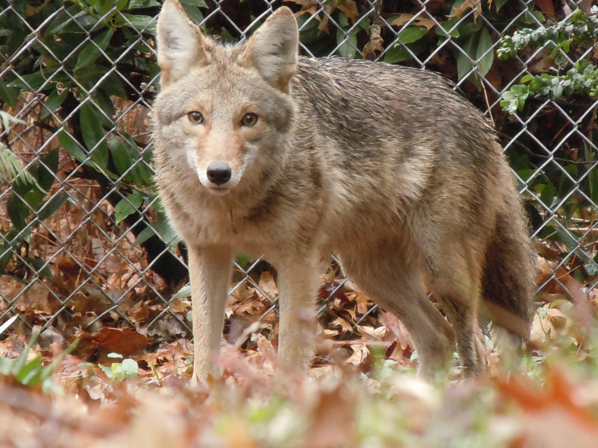 Why The Eastern Coyote Should Be A Separate Species: The 'coywolf'